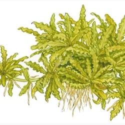 Cây Sao Nhỏ Thủy Sinh (Pogostemon Helferi) - Cây Tiền Cảnh Đẹp Độc Lạ