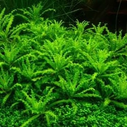 Cây Sao Nhỏ Thủy Sinh (Pogostemon Helferi) - Cây Tiền Cảnh Đẹp Độc Lạ