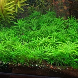 Cây Sao Nhỏ Thủy Sinh (Pogostemon Helferi) - Cây Tiền Cảnh Đẹp Độc Lạ