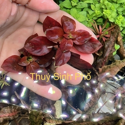 Cây Táo Đỏ Thủy Sinh (Diệp Tài Hồng Lá Táo) - Cây Hậu Cảnh Đỏ Rực