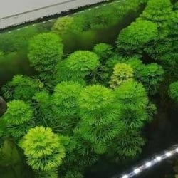 Cây Tiểu Bảo Tháp Thủy Sinh - Cây Hậu Cảnh Đẹp Không Cần CO2