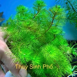 Cây Tiểu Bảo Tháp Thủy Sinh - Cây Hậu Cảnh Đẹp Không Cần CO2