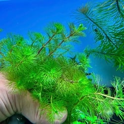 Cây Tiểu Bảo Tháp Thủy Sinh - Cây Hậu Cảnh Đẹp Không Cần CO2