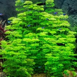 Cây Tiểu Bảo Tháp Thủy Sinh - Cây Hậu Cảnh Đẹp Không Cần CO2