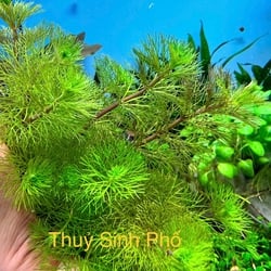 Cây Tiểu Bảo Tháp Thủy Sinh - Cây Hậu Cảnh Đẹp Không Cần CO2
