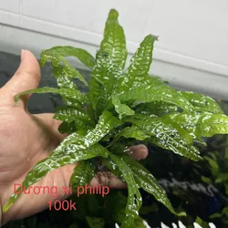 Dương Xỉ Philip