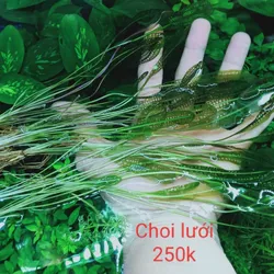 Choi Lưới 