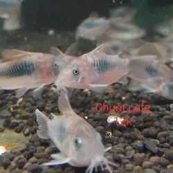 Chuột Cafe