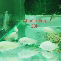 Chuột Trắng