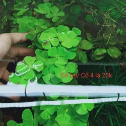 Cỏ 4 Lá Cỏ Bợ