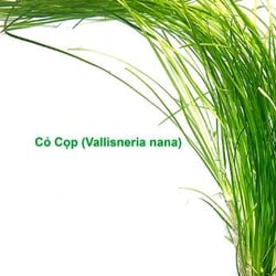 Cây Cỏ Cọp Thủy Sinh (Vallisneria Nana) - Cây Hậu Cảnh Đẹp, Không Cần CO2