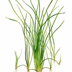 Cây Cỏ Cọp Thủy Sinh (Vallisneria Nana) - Cây Hậu Cảnh Đẹp, Không Cần CO2