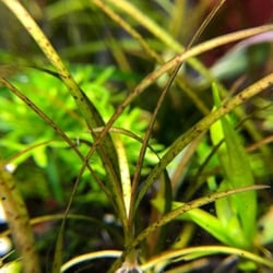 Cây Cỏ Cọp Thủy Sinh (Vallisneria Nana) - Cây Hậu Cảnh Đẹp, Không Cần CO2