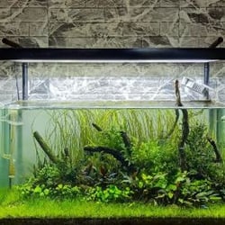 Cây Cỏ Cọp Thủy Sinh (Vallisneria Nana) - Cây Hậu Cảnh Đẹp, Không Cần CO2