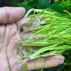 Cây Cỏ Cọp Thủy Sinh (Vallisneria Nana) - Cây Hậu Cảnh Đẹp, Không Cần CO2