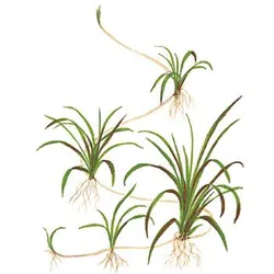 Cỏ đỏ