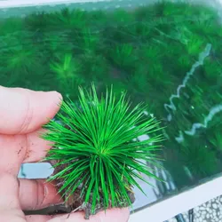 Cỏ Dùi Trống