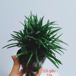 Cỏ Gấu