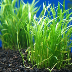 Cỏ lưỡi rắn thủy siinh