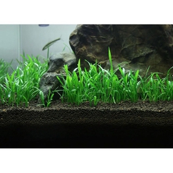 Cỏ lưỡi rắn thủy siinh