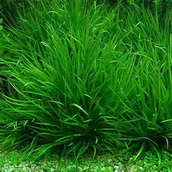 Cỏ nhật thủy sinh