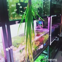 Cỏ Ranong