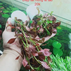 Diệp Tài Hồng Lá Táo