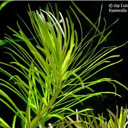 Dừa sing thuỷ sinh/ bách diệp thảo