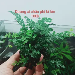 Dương Xỉ Châu Phi Lá Lớn