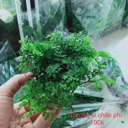 Dương Xỉ Châu Phi