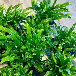 Dương Xỉ Mỹ Nhân Thủy Sinh - Cây Buộc Lũa Đá Đẹp Không Cần Nền