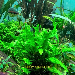 Dương Xỉ Mỹ Nhân Thủy Sinh - Cây Buộc Lũa Đá Đẹp Không Cần Nền