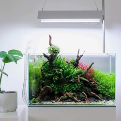 Dương Xỉ Mỹ Nhân Thủy Sinh - Cây Buộc Lũa Đá Đẹp Không Cần Nền
