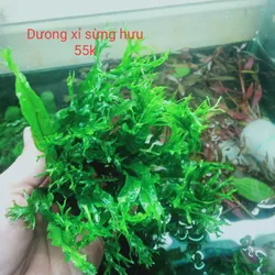 Dương xỉ sừng hưu 