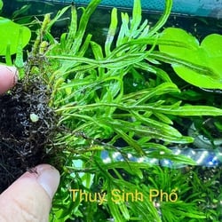 Dương Xỉ Trident Thủy Sinh - Cây Buộc Lũa Đá Độc Đáo Không CO2