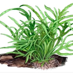 Dương Xỉ Trident Thủy Sinh - Cây Buộc Lũa Đá Độc Đáo Không CO2