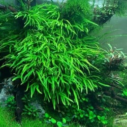 Dương Xỉ Trident Thủy Sinh - Cây Buộc Lũa Đá Độc Đáo Không CO2