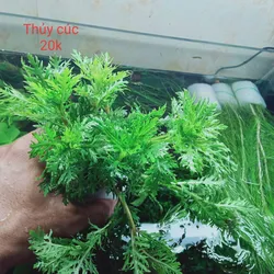 Cây thuỷ cúc thuỷ sinh