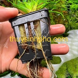 Cỏ Narong thủy sinh
