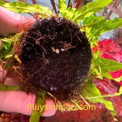 Dương xỉ mỹ nhân