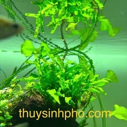 Dương xỉ mỹ nhân