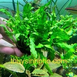 Dương xỉ mỹ nhân