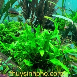 Dương xỉ mỹ nhân
