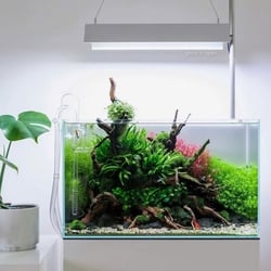 Dương xỉ mỹ nhân
