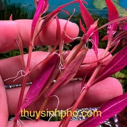 Huyết tâm lan mini
