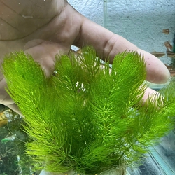 Rong đuôi chồn
