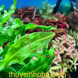 Dương Xỉ Lá Kim 