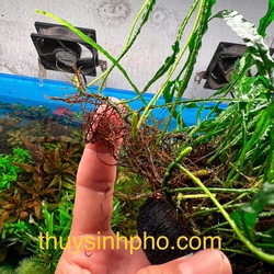 Dương Xỉ Lá Kim 