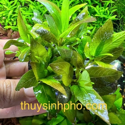 Liễu lá ổi mini