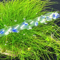 Ngưu mao chiên lùn xòe lá nước